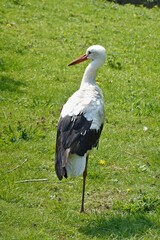 Storch