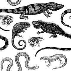 Fototapeta premium Wildlife seamless pattern with animal sketches. Hand drawn reptiles and amphibians - lizard, chameleon, iguana, frog, snake - nature background. Herpetofauna drawings.