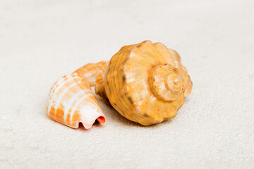 Beach seashells on colored background. Mock up with copy space