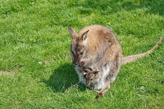 K&auml;nguru mit Kind