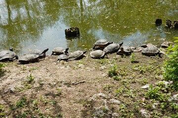 Schildkr&ouml;ten am Strand