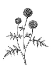 Globe thistle botanical illustration. Decorative thistle plant in sketch style. Hand drawn summer flower sketch. Coast wildflower drawing isolated on white background. Floral design element.