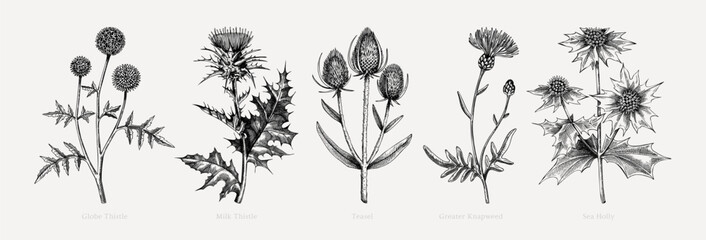 Vector botanical illustrations collection. Decorative thistle plant in sketch style. Hand drawn summer flower sketch. Coast wildflower drawing isolated on white background. Floral design element. - 603626509