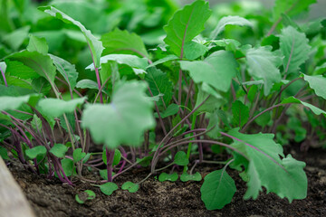 Green Kohlrabi seedlings growing in garden bed. Vegetable greenhouse. Purple Kohlrabi cabbage young plants. Agricultural field. Brassica. Organic farming, healthy food, BIO viands, back to nature