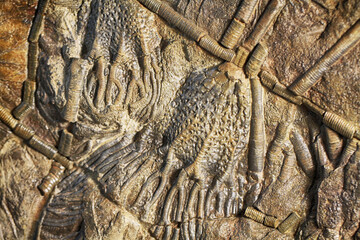 crinoid fossil texture © jonnysek