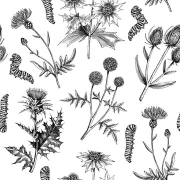 Summer background. Decorative thistle plants texture in sketch style. Hand drawn wildflowers seamless pattern. Coast plants drawing floral design for textile, fabric, wrapping paper, packaging
