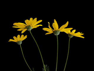 Group of yellow flowers of Eriophyllum lanatum, Viguiera on a black isolated background. Side view. PNG format