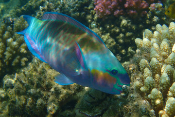 Naklejka na ściany i meble parrot fish from coral reef