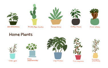 Home Plants