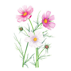 Watercolor drawing of cosmea flowers with buds on a transparent background.