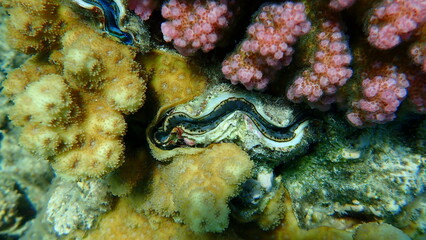 Fototapeta na wymiar Bivalve mollusc maxima clam or small giant clam (Tridacna maxima) undersea, Red Sea, Egypt, Sharm El Sheikh, Nabq Bay 