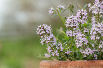 Winter savory (Satureja montana) use as culinary herb. Copyspace.