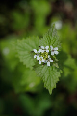 Alliaria petiolata. Garlic mustard. Use as culinary herb.
