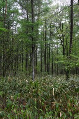 Obraz premium In a Forest of Young and Straight Trees