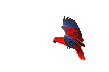 Colorful of Eclectus parrot flying isolated on transparent background png file