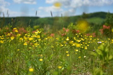 野原の黄色い花