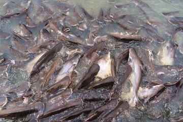 Group of fish swim in the river for food eating from people.Thailand.