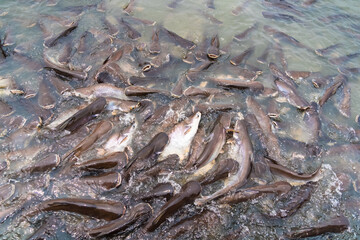 Group of fish swim in the river for food eating from people.Thailand.