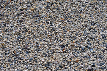 plage couverte de coquillage _ le lido - venise