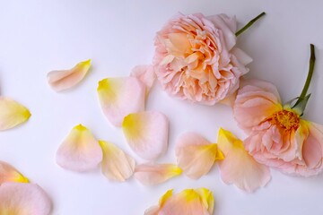 Fototapeta na wymiar 白背景に散った薔薇の花びら、散ったピンクのバラの花