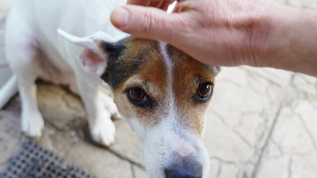  hand stroking the Jack Russell Terrier dog on the path in the garden.