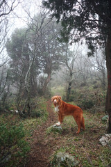 Red dog in a foggy forest. Nova Scotia duck tolling retriever in nature. Hiking with a pet. forest fairy tale