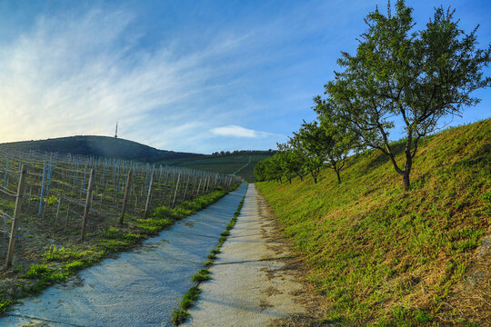 Spring peace on the Tokaj Hill