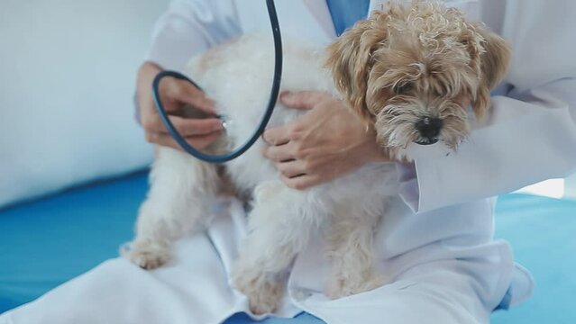 Veterinarian doctor holding and examining a Maltese Westie cross puppy with a stethoscope