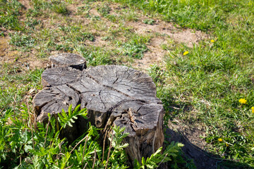Old dry stump on the background of grass. Dried old tree stump.