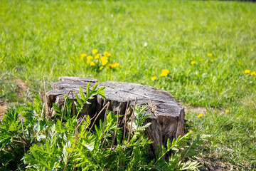 Old dry stump on the background of grass. Dried old tree stump.