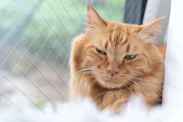 眠そうな猫　茶トラ猫