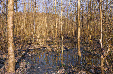 Small flooded swampy floodplain forest