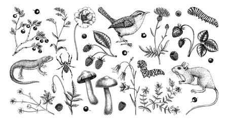Summer design elements in sketched style. Botanical drawings of wildflowers, herbs, meadows, berries, animals and birds. Vintage wildlife hand-drawn illustrations. Field plants sketches on white - 603638515