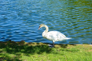White swan on the shore near the pond. Water birds.