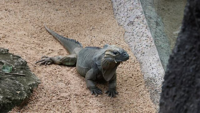 Close-Up Footage of Mona Ground Iguana