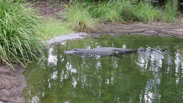 Footage of a Crocodile Resting Calmly in the Water