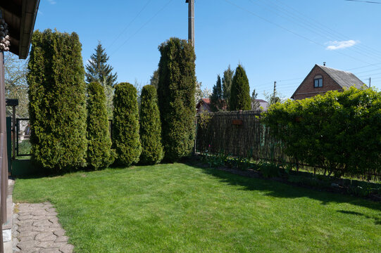 Smooth lawn in the courtyard of the house with thuja needles of different heights