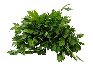 Bunch of green parsley isolated on a white background