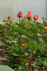 roses in the greenhouse. Lots of red roses. Growing roses