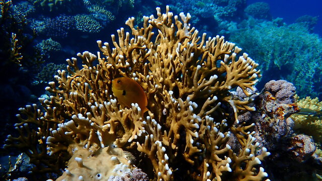 Sulphur damsel (Pomacentrus sulfureus) and Net fire coral (Millepora dichotoma) undersea, Red Sea, Egypt, Sharm El Sheikh, Nabq Bay
