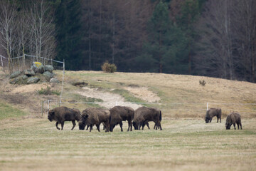European Bison - Bison bonasus in the Knyszyn Forest (Poland)