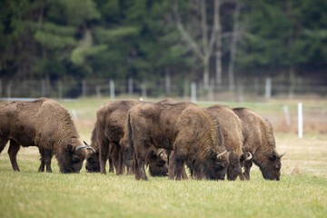 European Bison - Bison bonasus in the Knyszyn Forest (Poland)