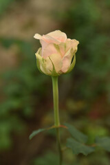 roses in the greenhouse. Growing roses. pink