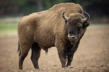 Fototapeta premium European Bison - Bison bonasus in the Knyszyn Forest (Poland)