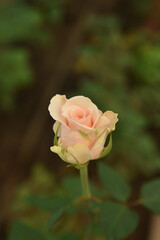 roses in the greenhouse. Growing roses. pink