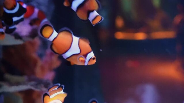 Clown fish swims in aquarium with light blue illumination explored by excited tourists in Oceanarium. School of fishes swimming around