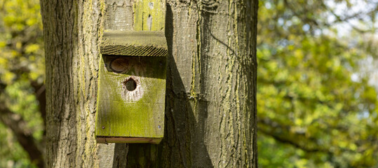 Old wooden birdhouse on a cherry tree in the farm park zone. Simple birdhouse design. Shelter for bird breeding, nesting box on a tree