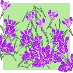 background with flowers crocuses lilac purple