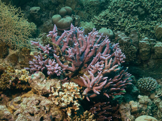 Naklejka na ściany i meble Porites coral or genus of stony coral in the depths of the Red sea, travel concept