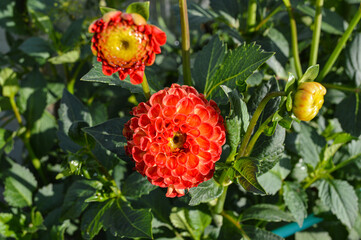 Beautiful red pompon dahlia flowers growing in the garden; Close-up of a perfect red dahlia flower in natural sunlight